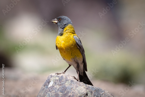 Yellow bird 