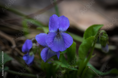 blue iris flowers