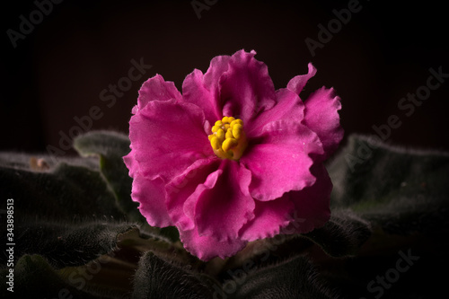 pink flower on black background