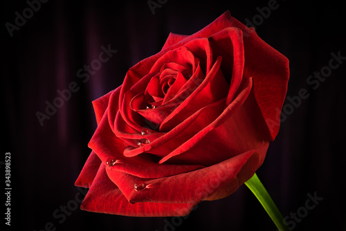 red rose on black background