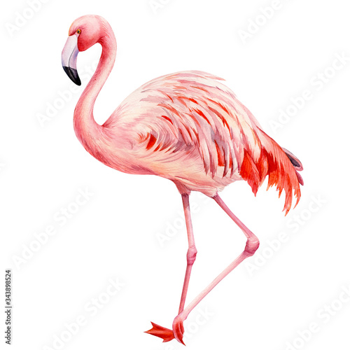 flamingo bird  isolated background  watercolor drawings