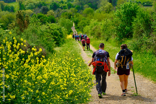 Billede på lærred Pilgrims walking on the path to San Gimignano trough woods and yellow bushes
