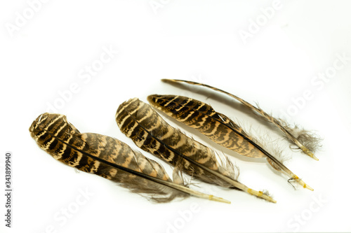 many colored peacock feathers on a white background