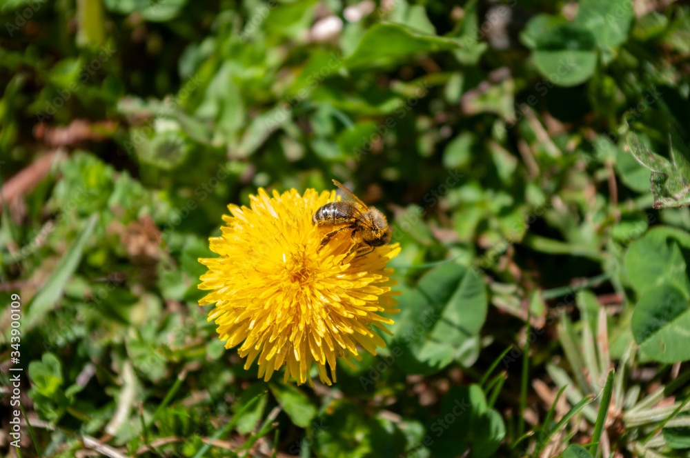 yellow dandelion and bee, green grass, nature spring time. yellow dandelion and bee, green grass, nature spring time.