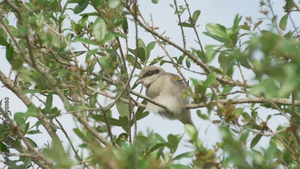 Cute loggerhead shrike baby bird in a tree in Orlando Florida Cute loggerhead shrike baby bird in a tree in Orlando Florida