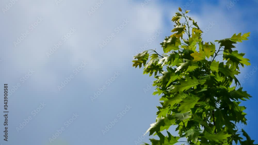 4K video of leaves moving in the wind, of the Quercus Rubra, commonly called the northern red oak, a medium-sized tree. The oldest oak fossils dating 10 million years old. 4K video of leaves moving in the wind, of the Quercus Rubra, commonly called the northern red oak, a medium-sized tree. The oldest oak fossils dating 10 million years old.