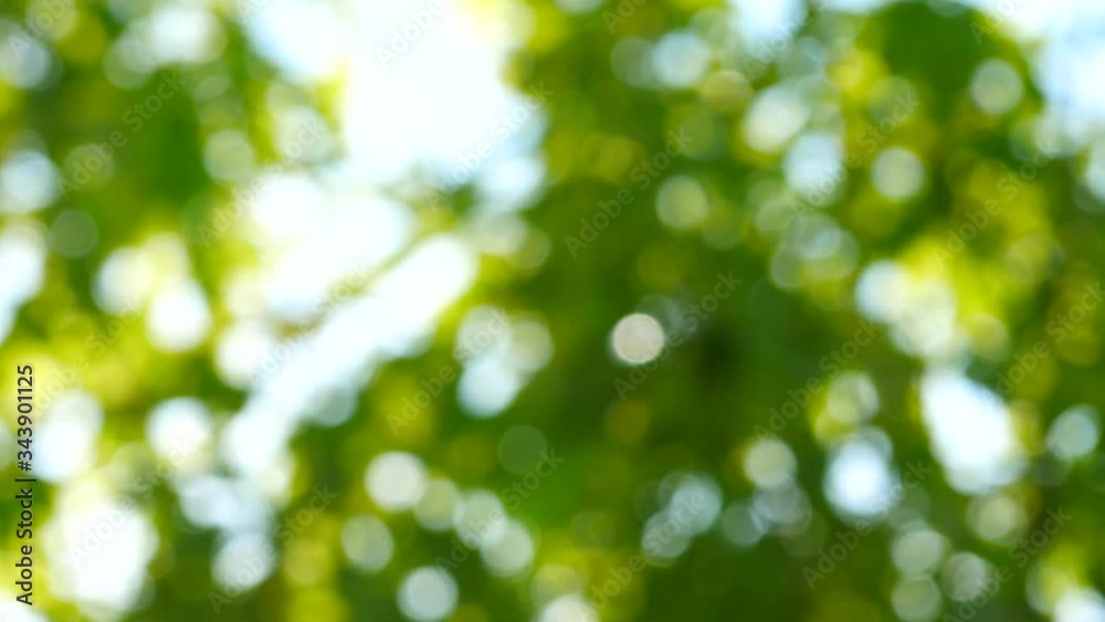 4K video of beautiful nature green bokeh with blue sky and sunshine. Abstract blurred background with foliage, plant, leaves moving with the wind and sunbeam or sun flare