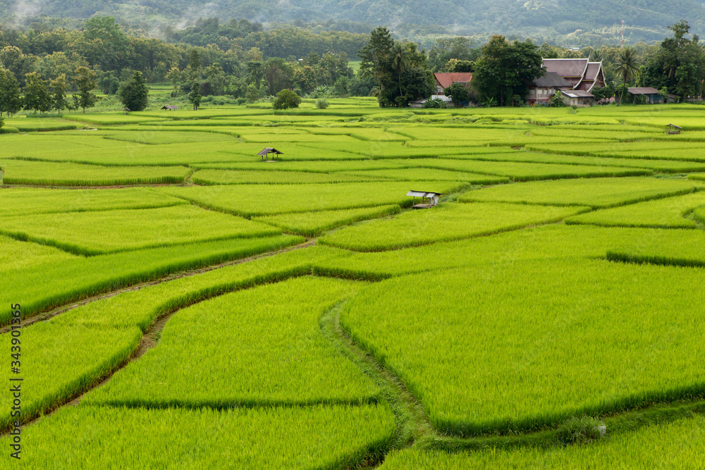 Obraz premium Rice field at Nan Province, Thailand