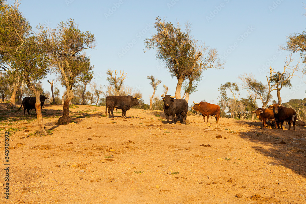 Toros bravos