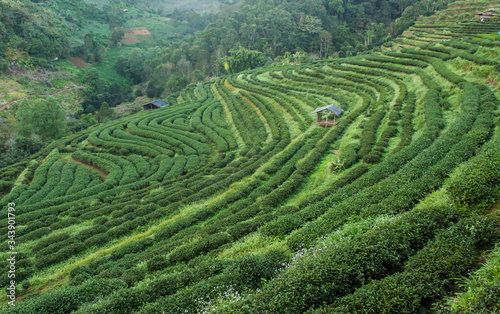green tea plantation in doi ang khang ,Thailand. © yufagu