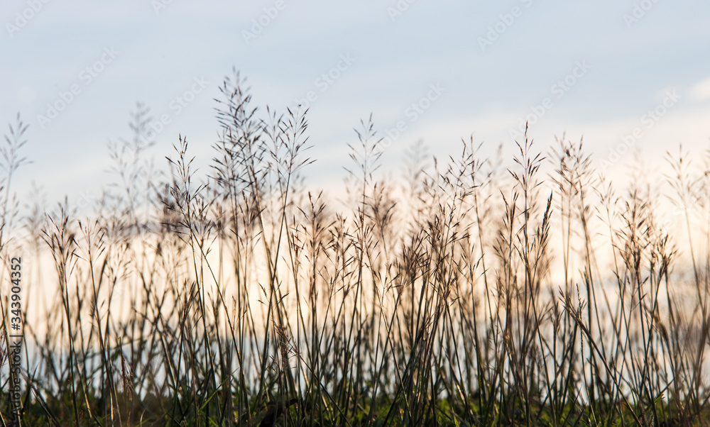 Obraz premium kwiat Trawa wiejący wiatr ruchu rozmycie tła nieba