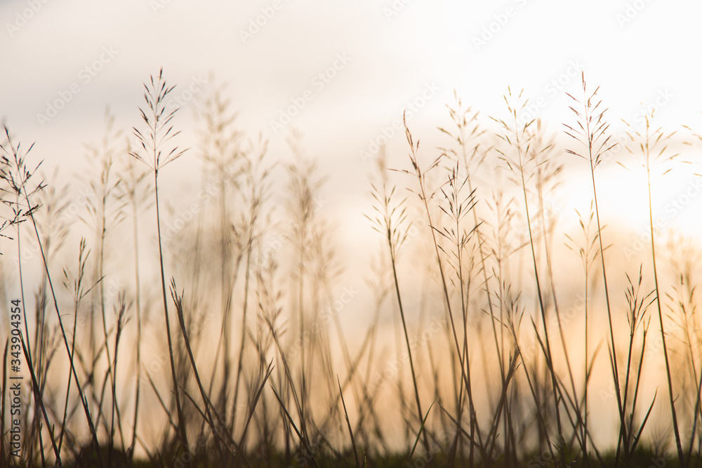 flower Grass blowing in the wind motion blur sky background flower Grass blowing in the wind motion blur sky background