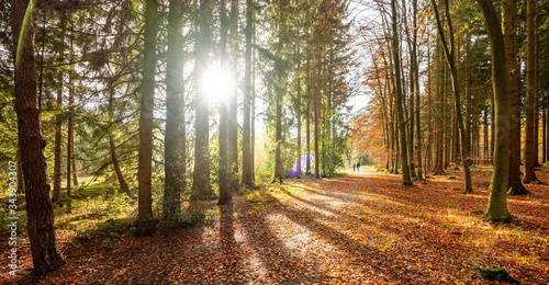 Silent Forest in spring with beautiful bright sun rays