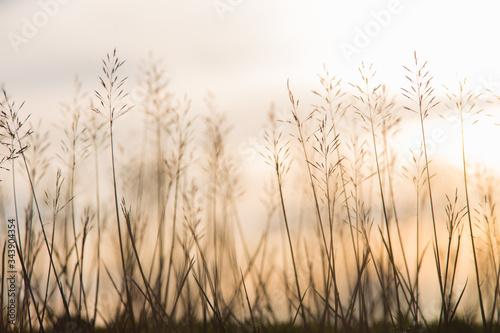 flower Grass blowing in the wind motion blur sky background