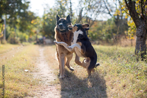 Playful young dog running and jumping on German Shepherd 