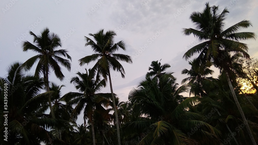 palm trees at sunset