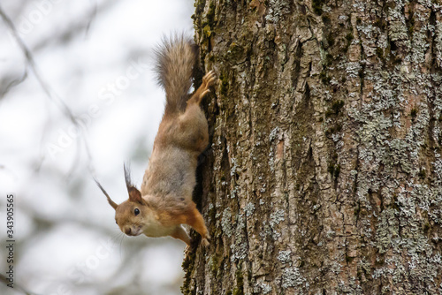 Selective focus photo. Squirrel, Sciurus vulgaris on tree trunk. © Gints