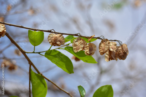 Organic air dried chilbil or Indian Elm (Holoptelea Integrifolia) seeds. photo