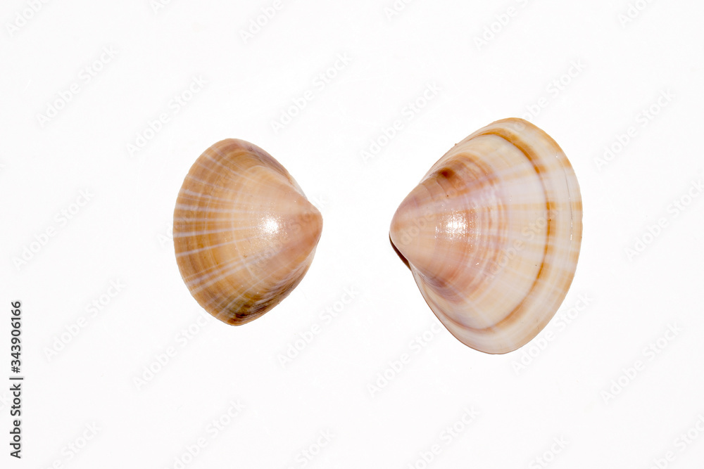 Two shells of the thin tellin bivalve, Tellina tenuis. Picture taken in studio on white background. Two shells of the thin tellin bivalve, Tellina tenuis. Picture taken in studio on white background.
