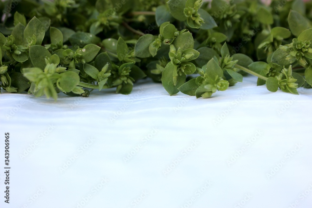 Green grass isolated on white. Fresh grass laid out in a line at the top on a white background. Frame from plants with place for text. mixture of fresh herbs on a white wooden background, top view