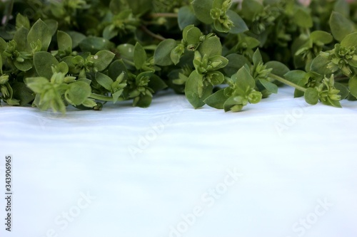 Obraz na płótnie Green grass isolated on white. Fresh grass laid out in a line at the top on a white background. Frame from plants with place for text. mixture of fresh herbs on a white wooden background, top view w salonie