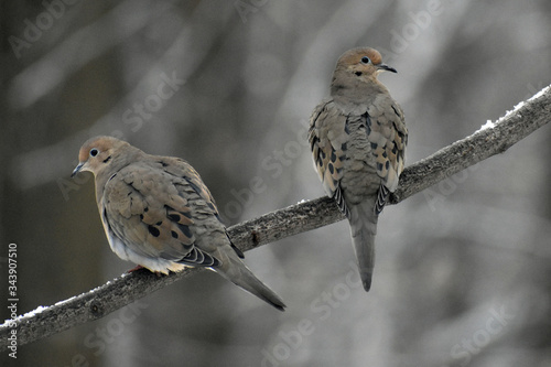 two mourning doves on a branch in winter