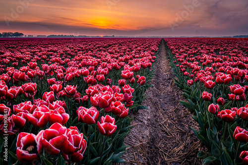 Tulip fields in the Netherlands with on the background windmill park in ocean Netherlands, colorful dutch tulips