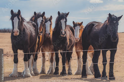 Fototapeta Naklejka Na Ścianę i Meble -  Horses on the Prairie in Spring 