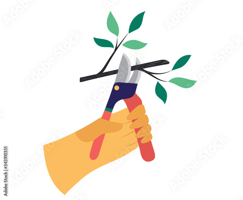 Cutting bush in kitchen garden and kaleyard concept and vector illustration on white background. Gardener work on shrub, remove excess leave. Farmer pruning crop, male characters. Flat style.