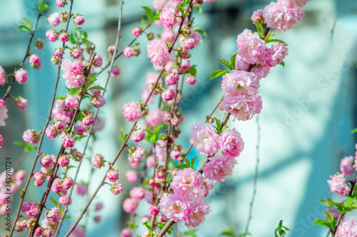 Beautiful blooming Prunus triloba also called flowering almond bush branches with pink flowers. Spring nature. © elenakirey