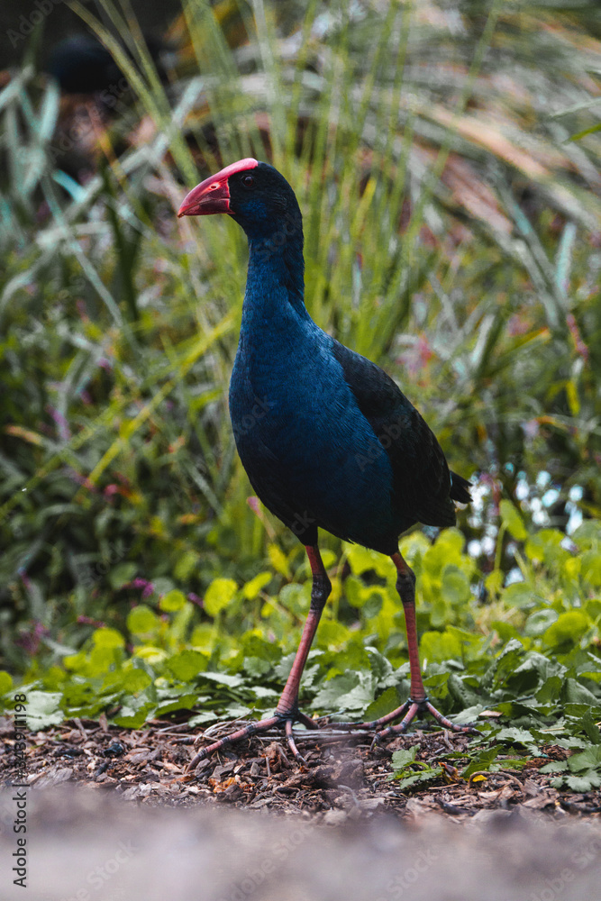 Naklejka premium Australian Swamphen in a marsh
