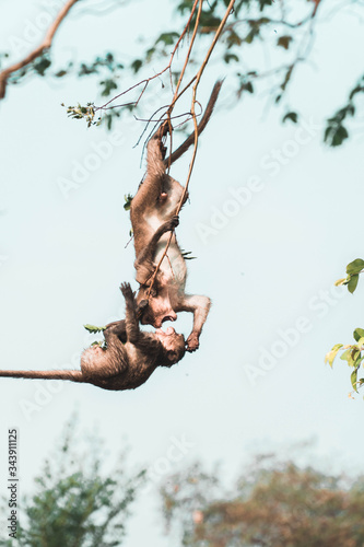 Two monkeys arguing in a tree 