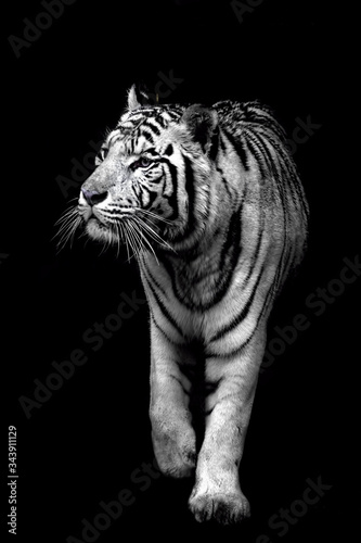 WHite tiger coming out from the darkness