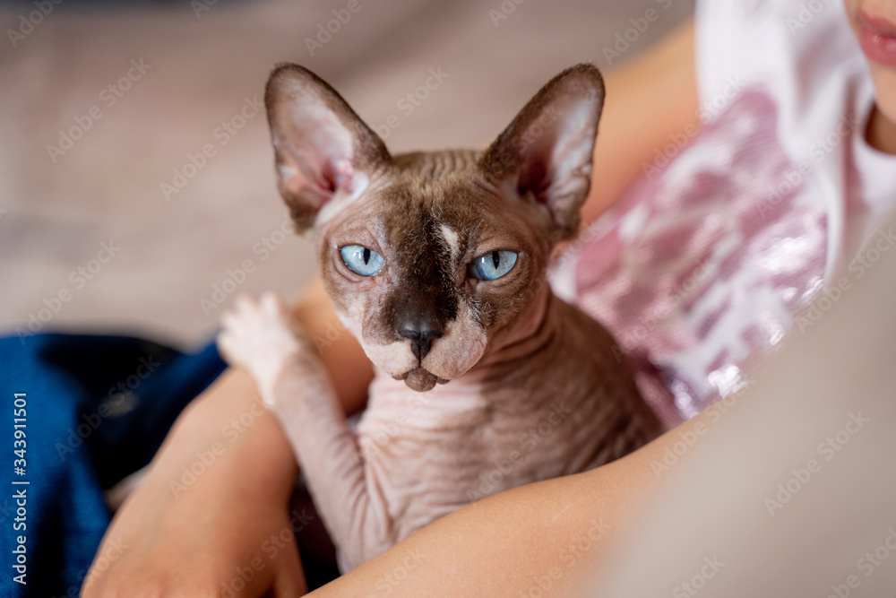Sphynx cat with blue eyes