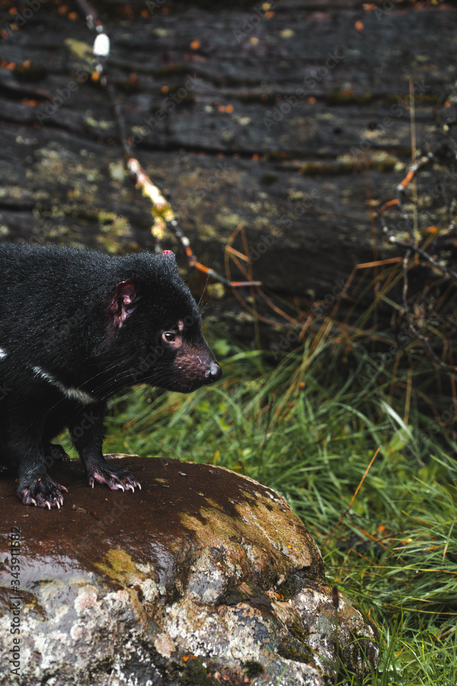 Tasmanian devil close up Tasmanian devil close up