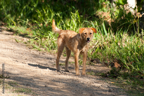 golden retriever dog