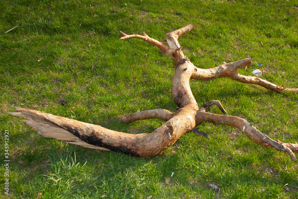 Fototapeta premium dead tree trunk