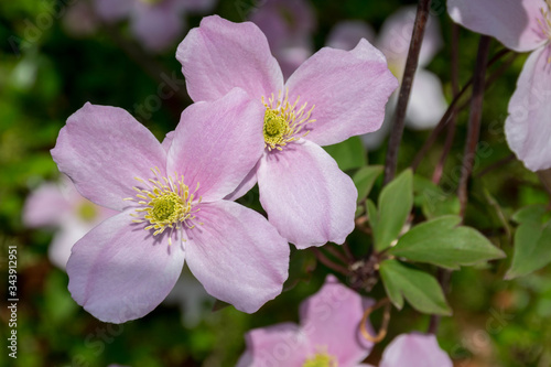 Two pink Mountain Clematis flowers