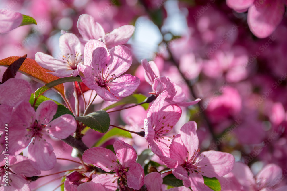 Sunligjt through the sakura(cherry) flowers`
