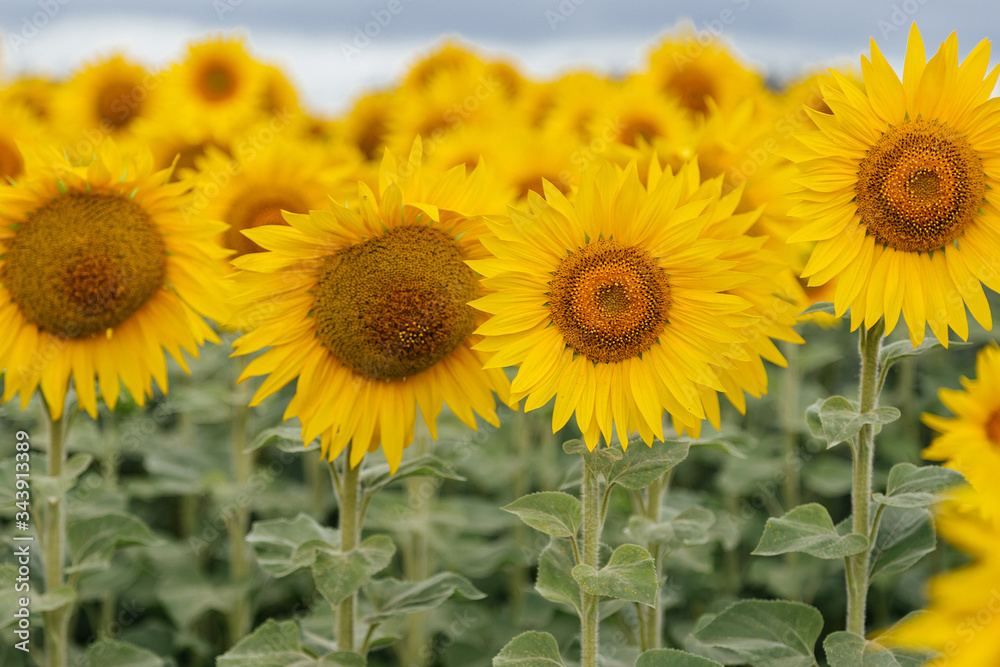 Fototapeta premium Field of sunflowers, cloudy day.
