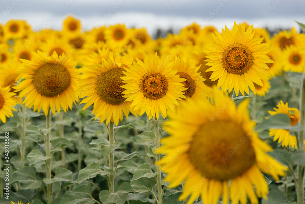 Fototapeta premium Field of sunflowers, cloudy day.