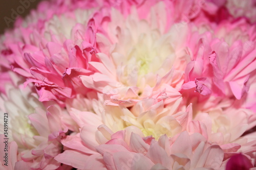 Pastel pink flowers