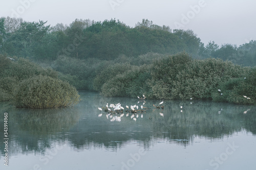 Breeding colony spoonbill, little egret and cormorants in Voornes Duin Netherlands, Quackjeswater near Hellevoetsluis, Holland