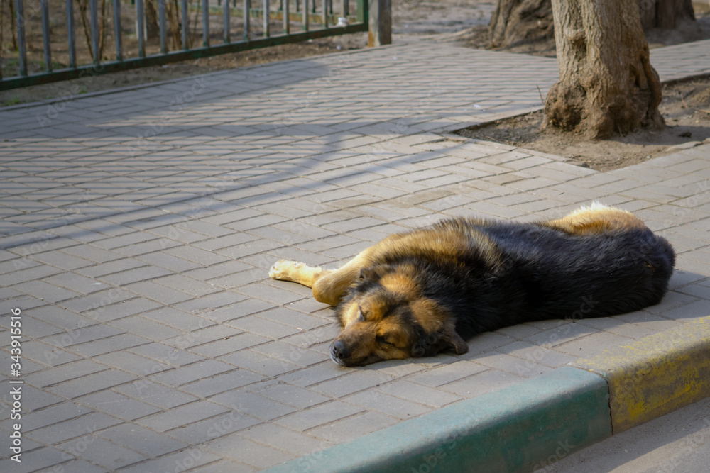 Obraz premium stray dog sleeping on the sidewalk
