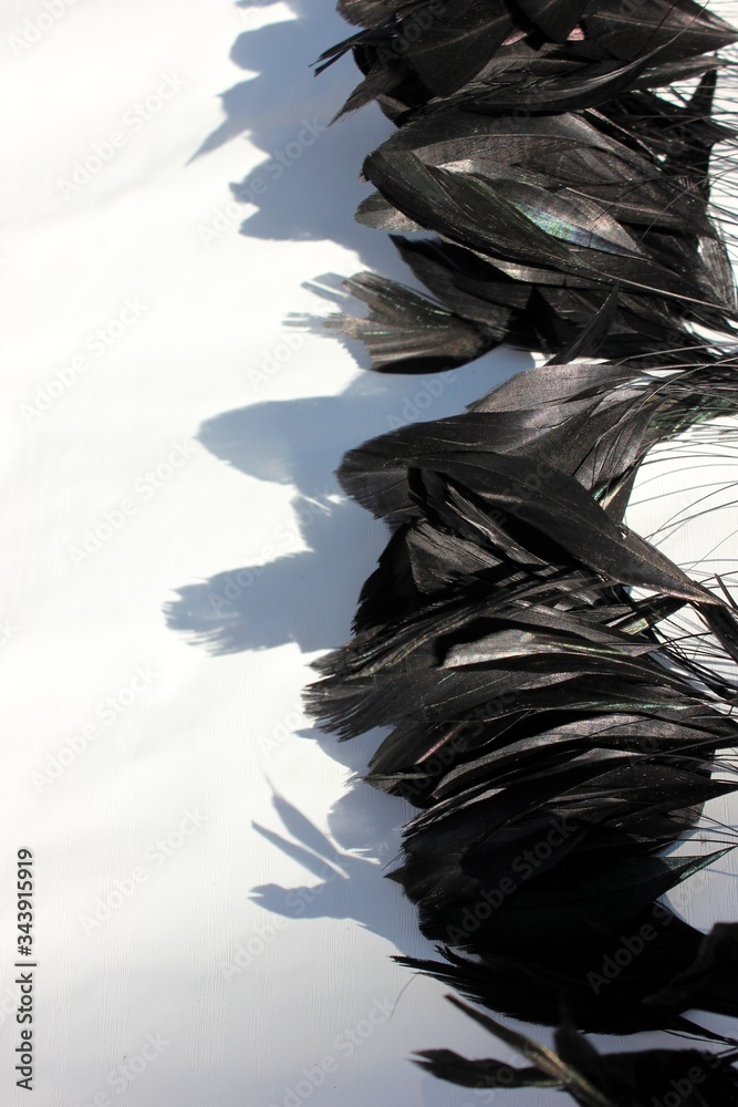 Frame of black feathers on a white background. Emo style frame made of boa (feather scarf) isolated on white. exotic soft beautiful black feather