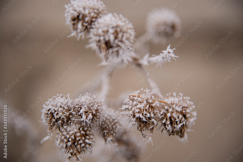 Close decorative thistle flowers with snowy hoarfrost. In golden brown color. Close decorative thistle flowers with snowy hoarfrost. In golden brown color.