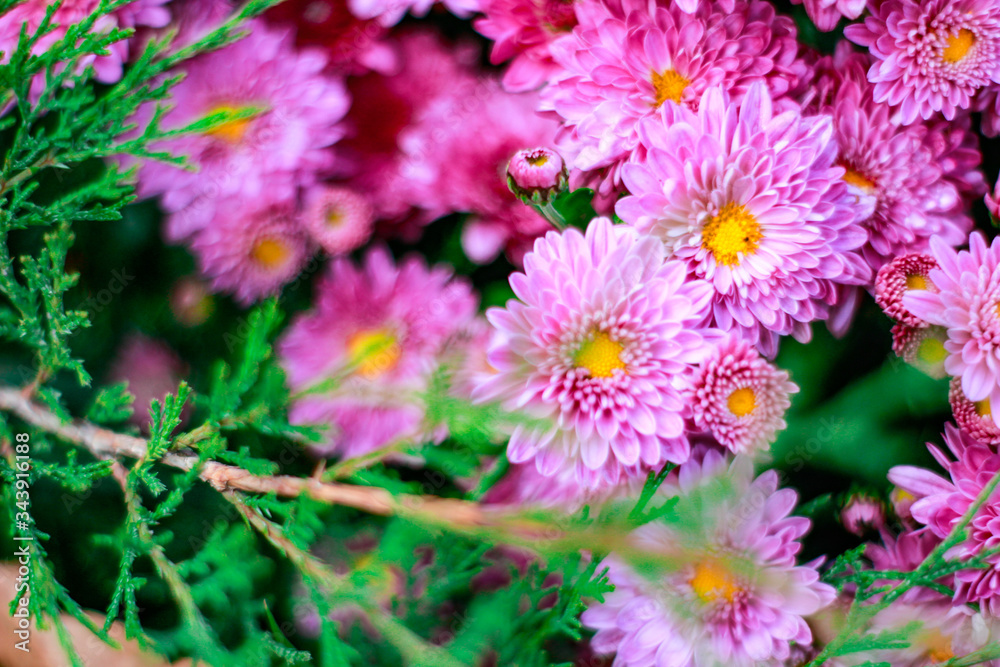 Obraz premium pink flowers in the garden