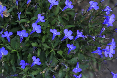 purple flowers in the garden