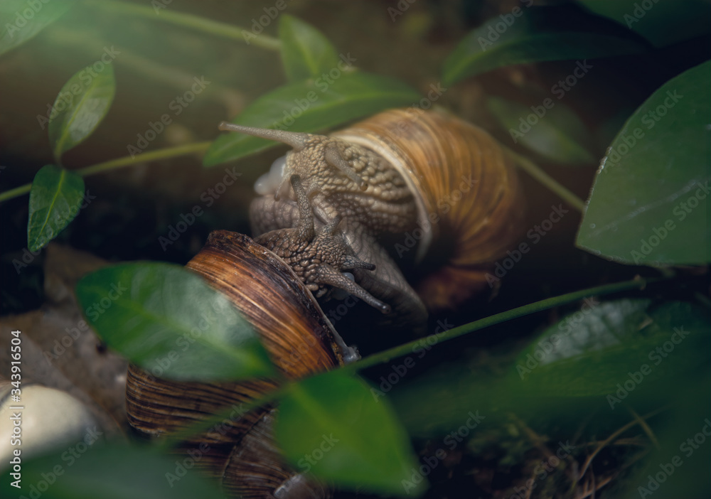 Beautiful grape snails in the background of a spring green garden Beautiful grape snails in the background of a spring green garden