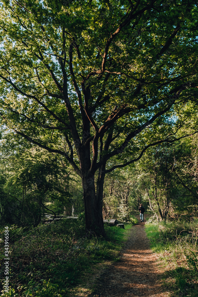 Magical enchanted primeval forest with golden sun rays beams casting through oak trees during springtime, Quakjeswater, Rockanje, The Netherlands Magical enchanted primeval forest with golden sun rays beams casting through oak trees during springtime, Quakjeswater, Rockanje, The Netherlands